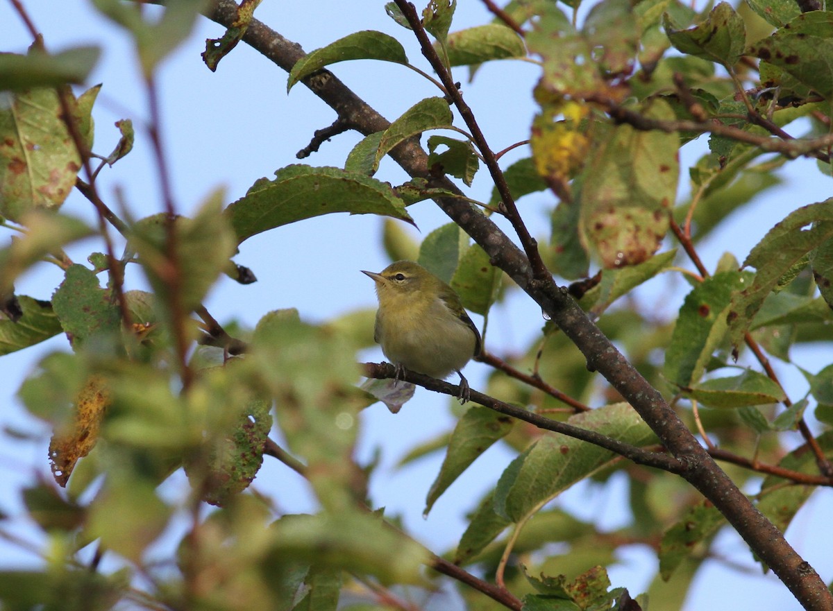 Tennessee Warbler - ML641655845