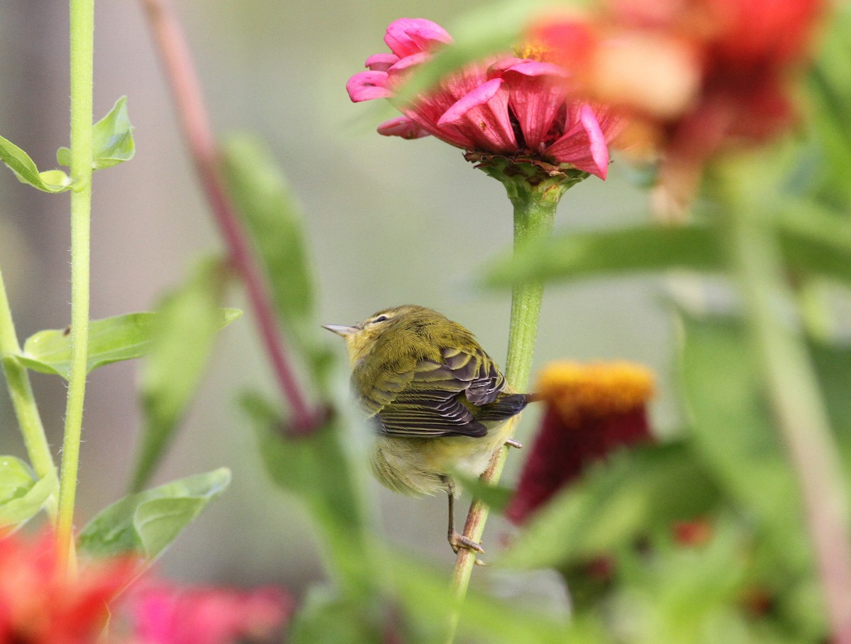 Tennessee Warbler - ML641655851