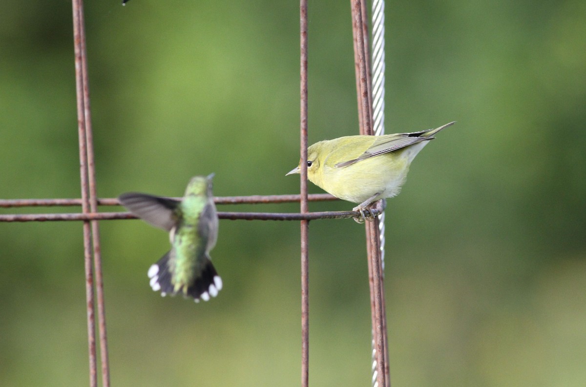 Tennessee Warbler - ML641655854