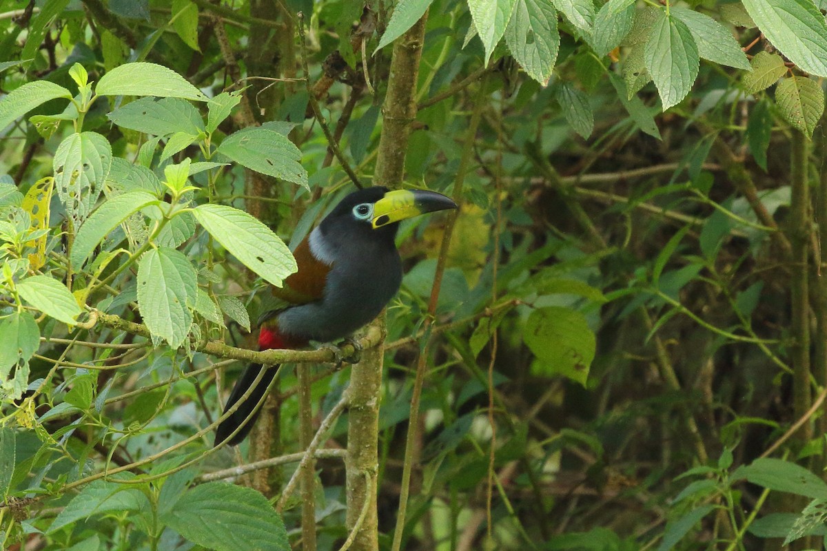 Toucan à capuchon - ML641655877