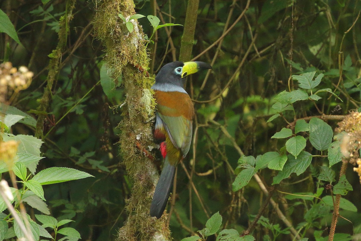Toucan à capuchon - ML641655878