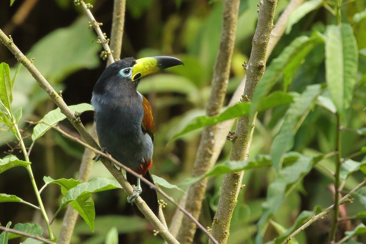Toucan à capuchon - ML641655879