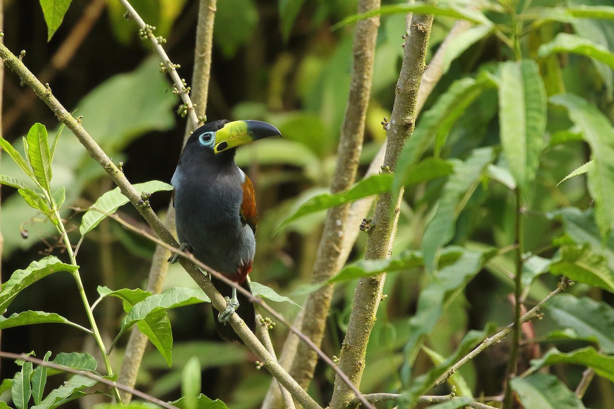 Toucan à capuchon - ML641655881
