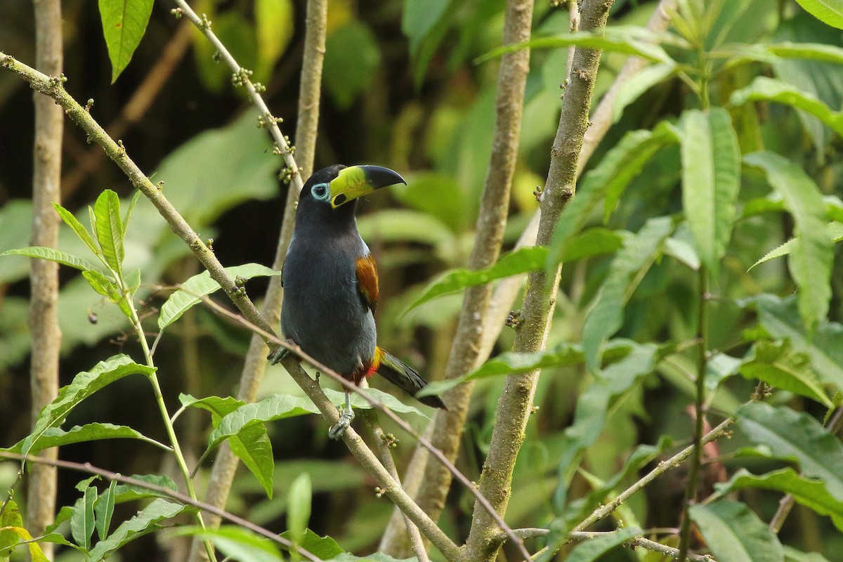 Toucan à capuchon - ML641655882