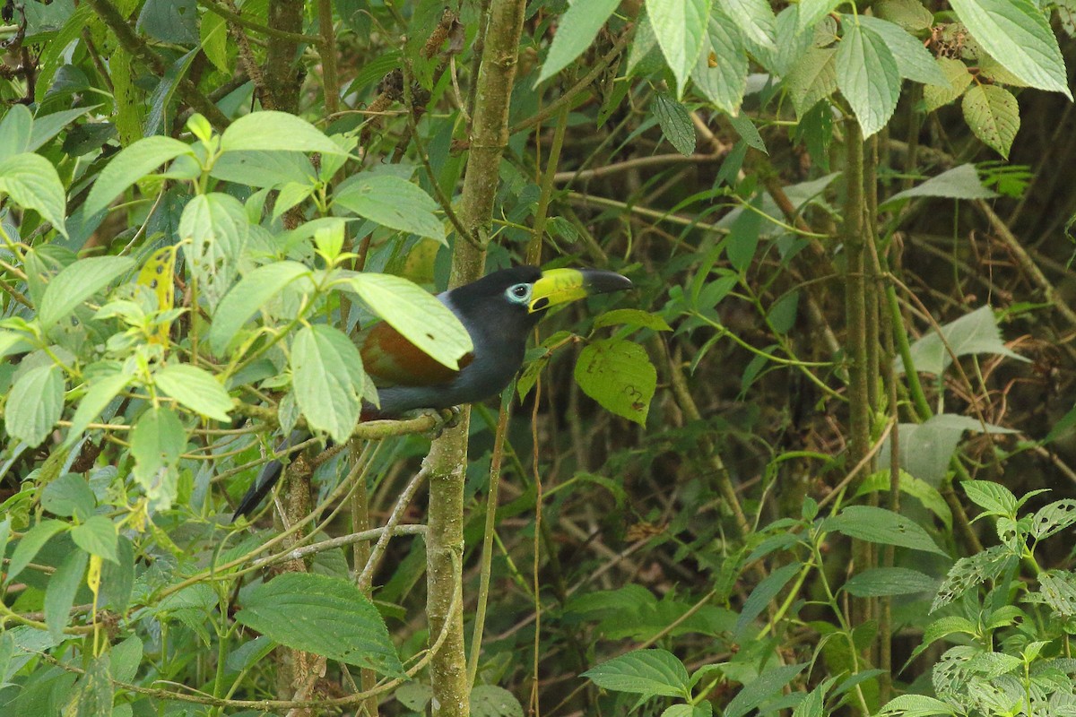 Toucan à capuchon - ML641655883