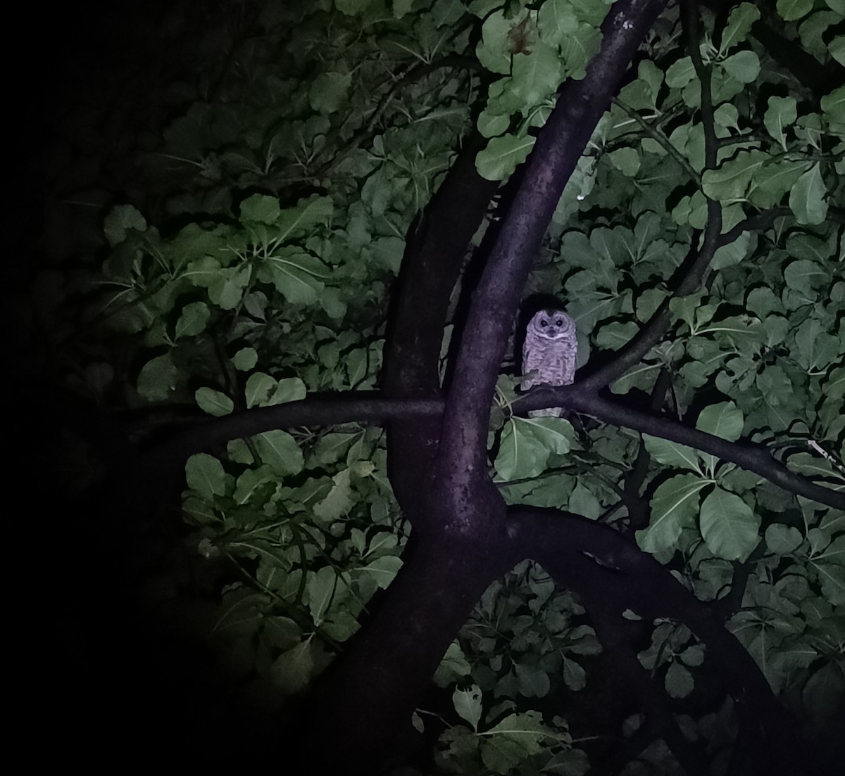 Mottled Wood-Owl - ML641655904