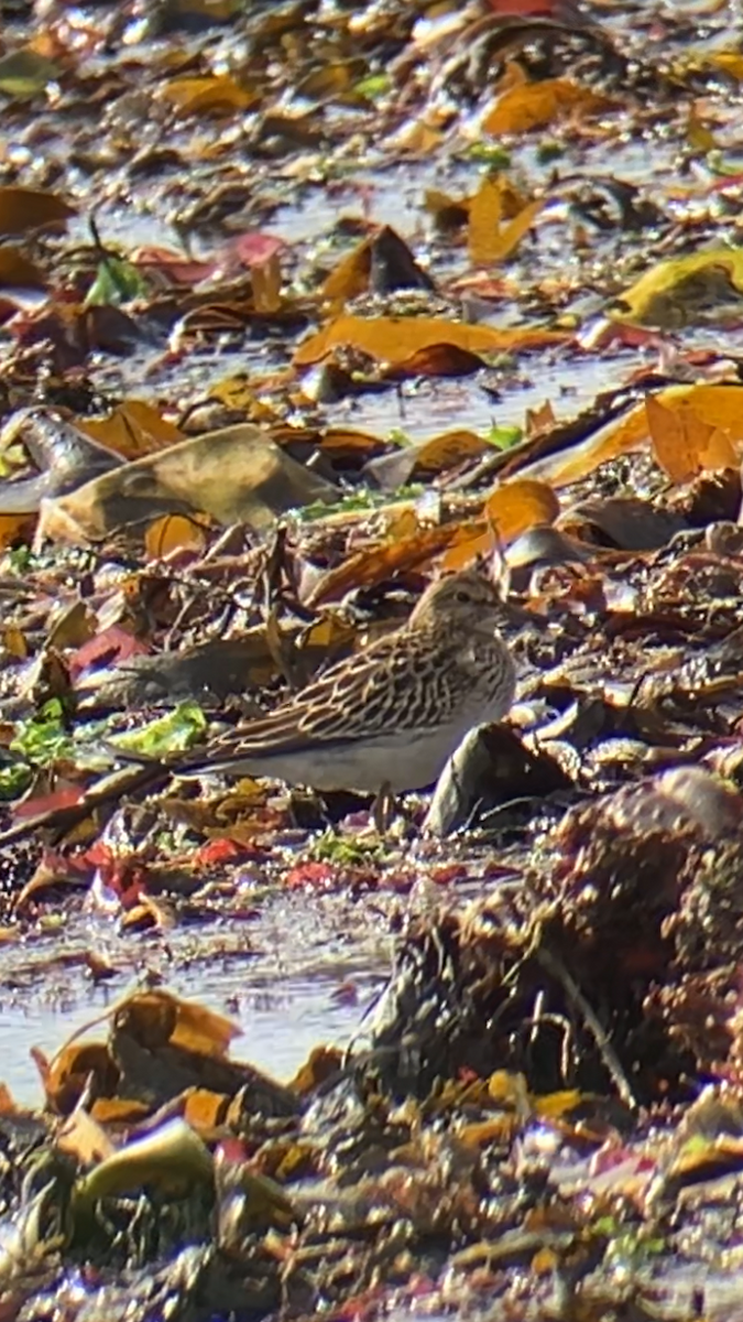 Pectoral Sandpiper - ML641655910