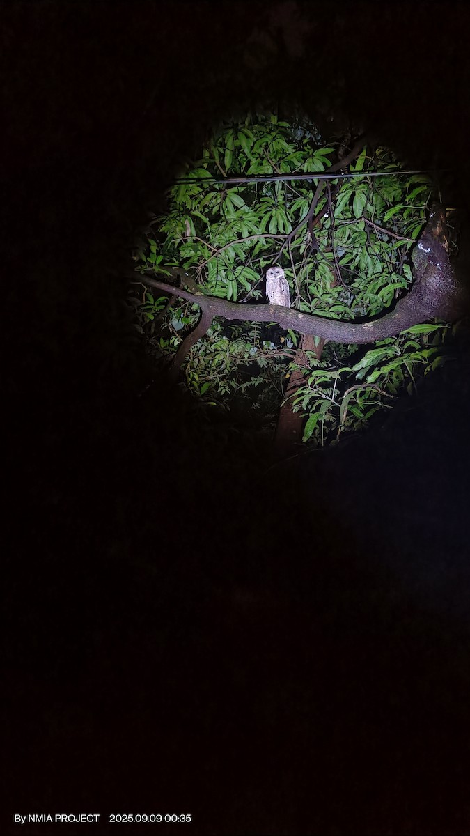 Mottled Wood-Owl - ML641655921