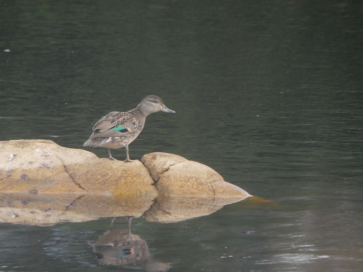 Green-winged Teal - ML641655941