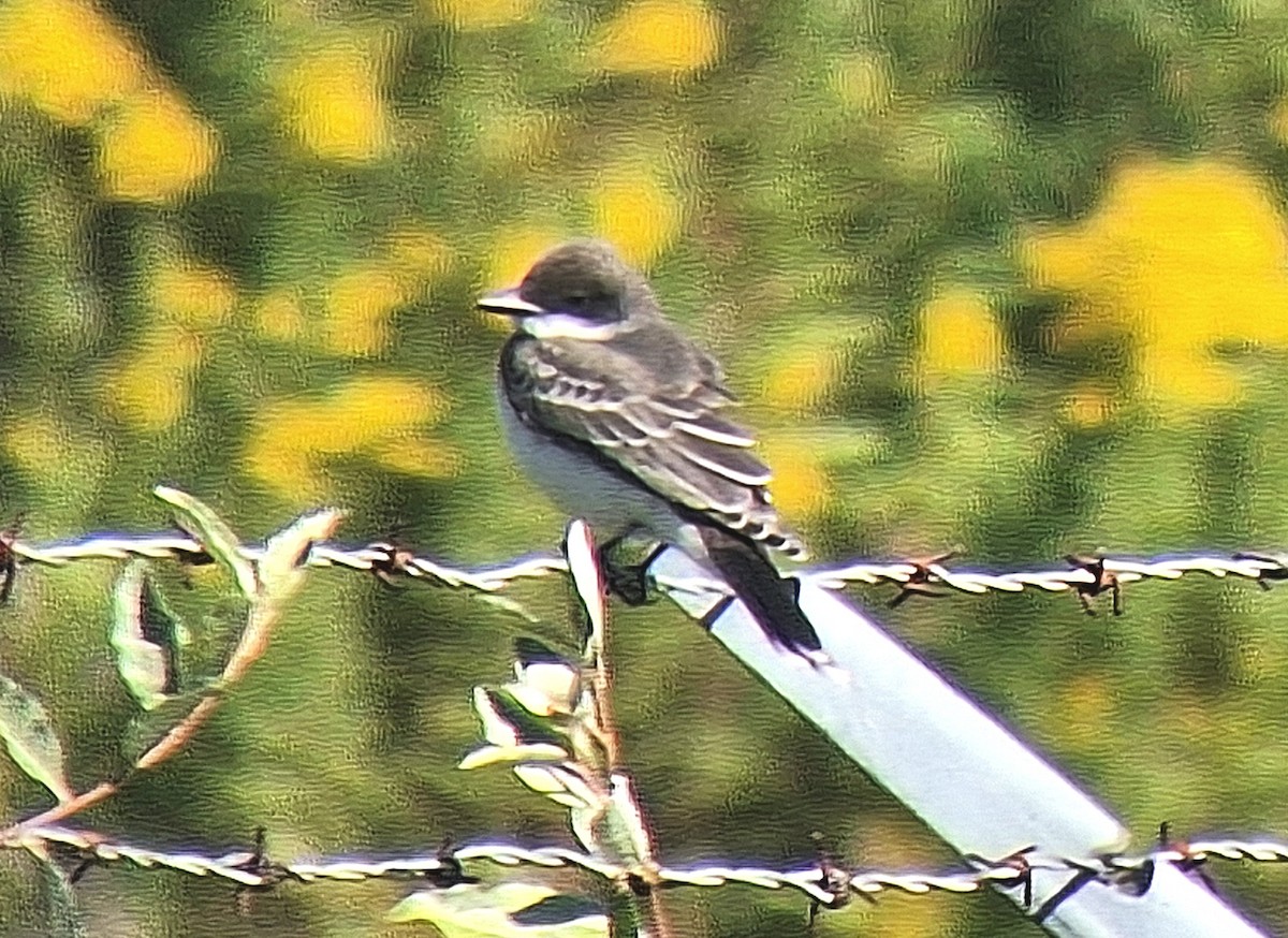 tyran obecný - ML641655956