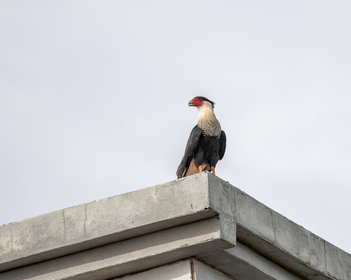 Crested Caracara (Northern) - ML641655971