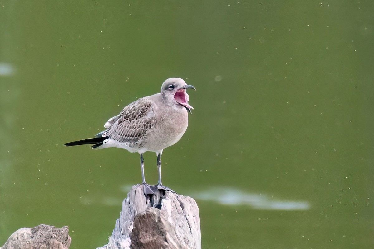 Mouette atricille - ML641656002