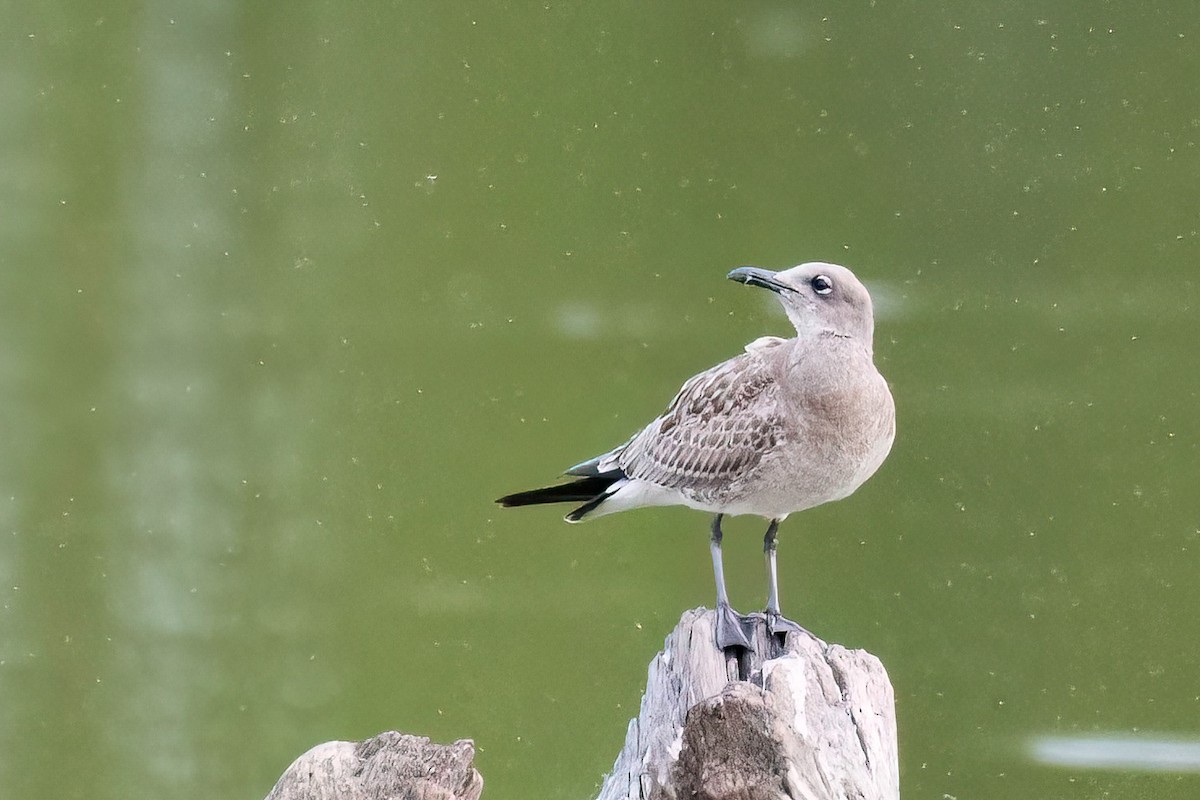 Mouette atricille - ML641656003
