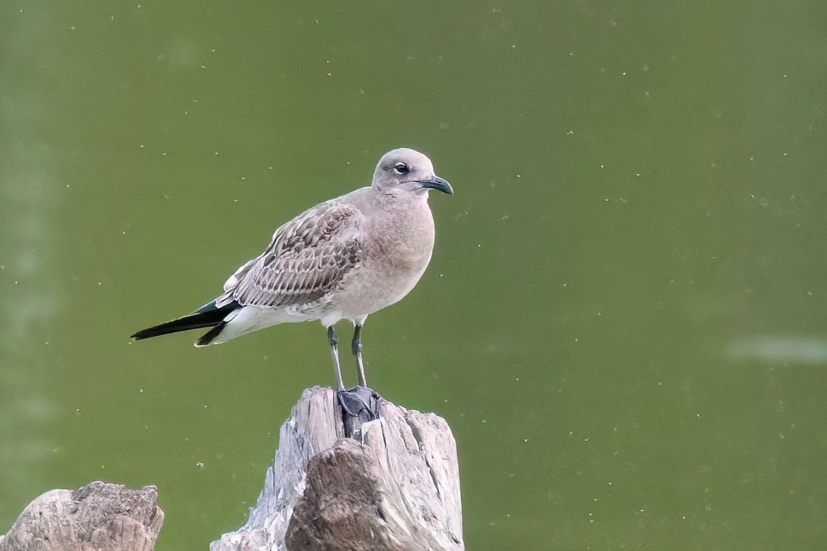 Mouette atricille - ML641656004