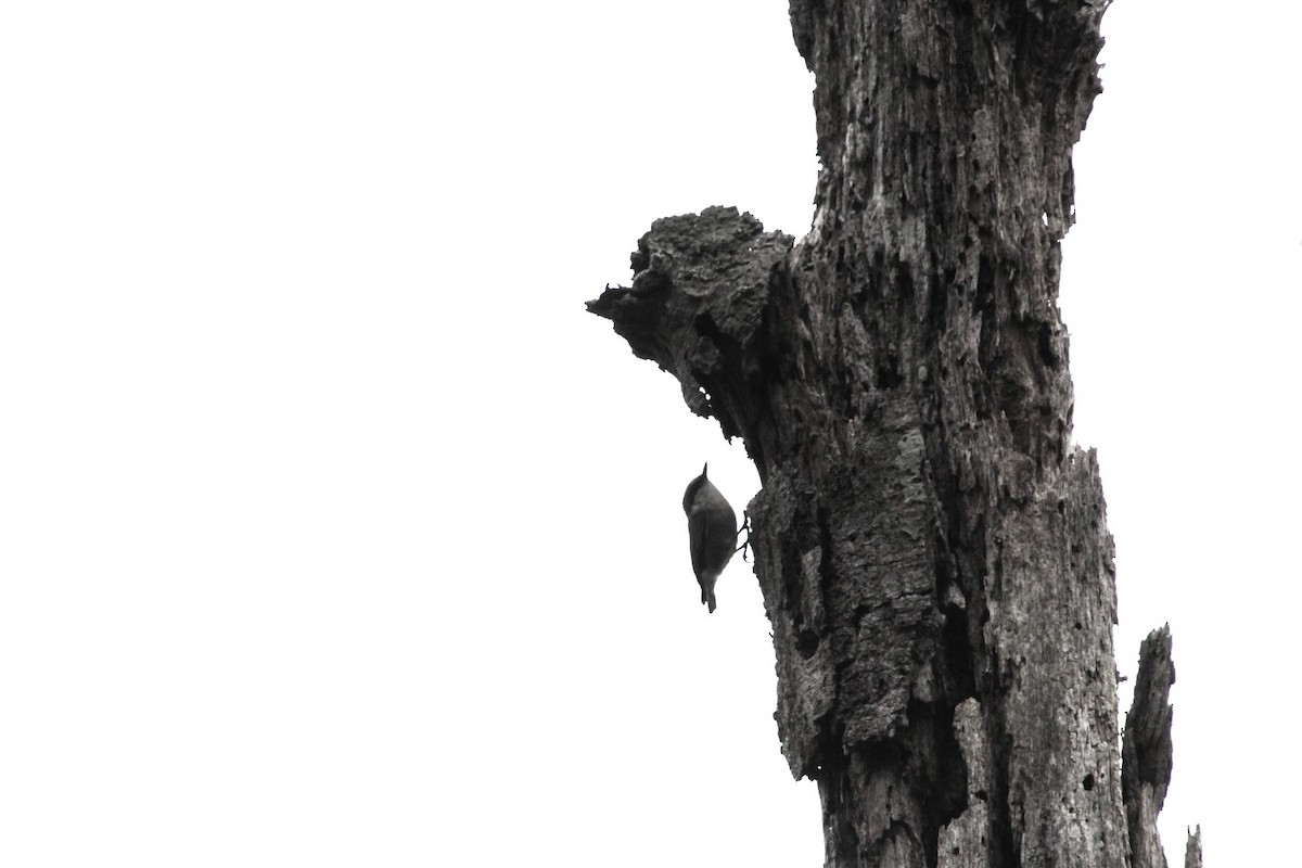 Brown-headed Nuthatch - ML641656016