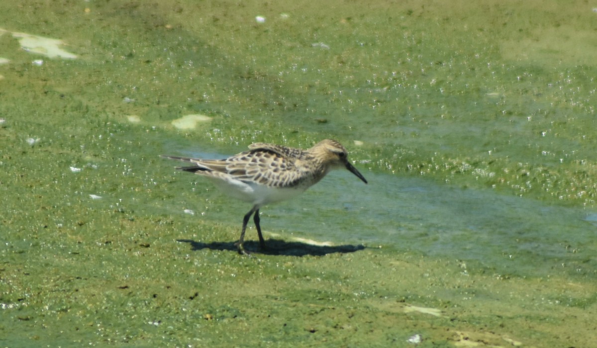 Baird's Sandpiper - ML641656021