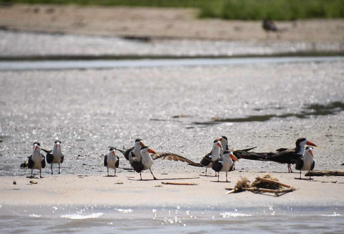 African Skimmer - ML641656360