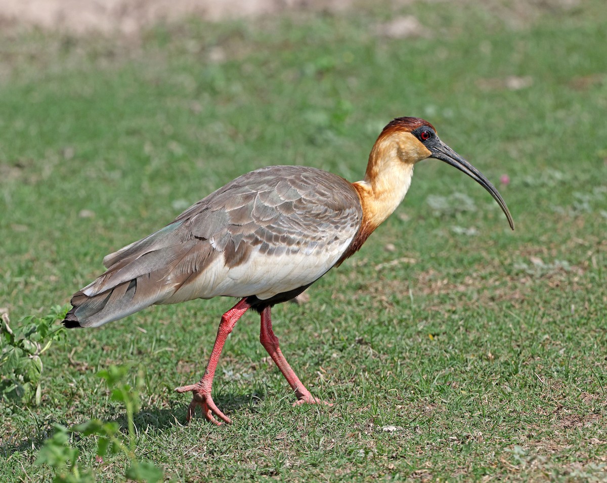 Buff-necked Ibis - ML641656368