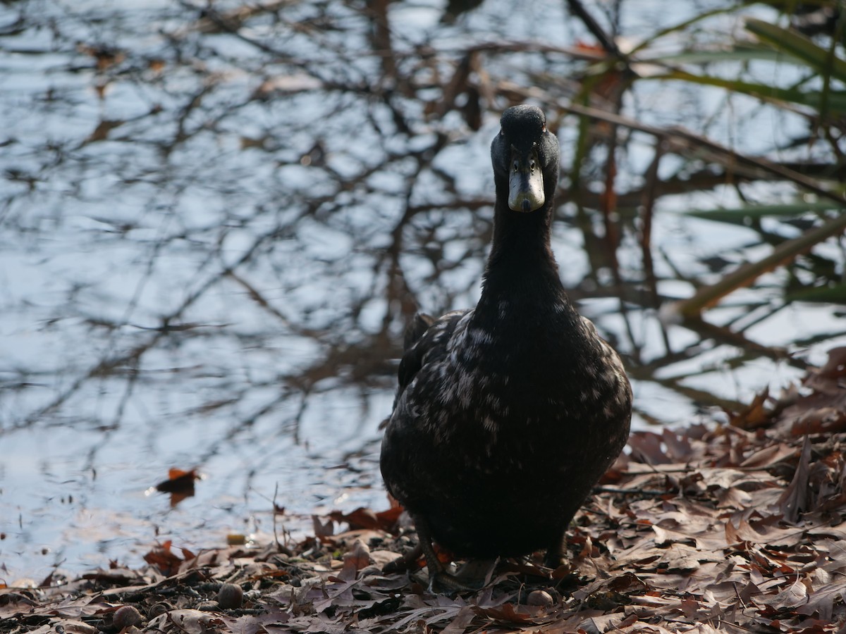 Mallard (Domestic type) - ML641656369