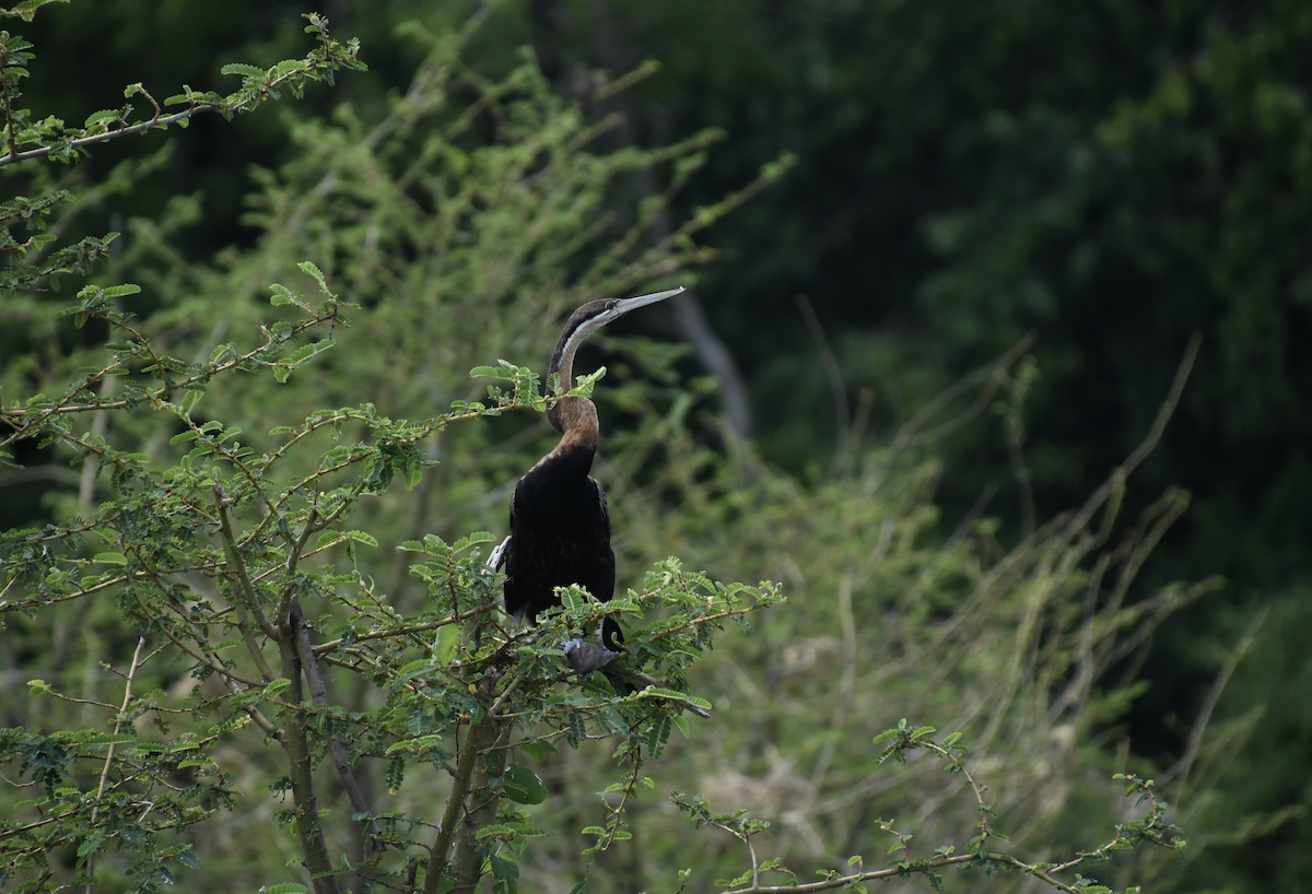 African Darter - ML641656370