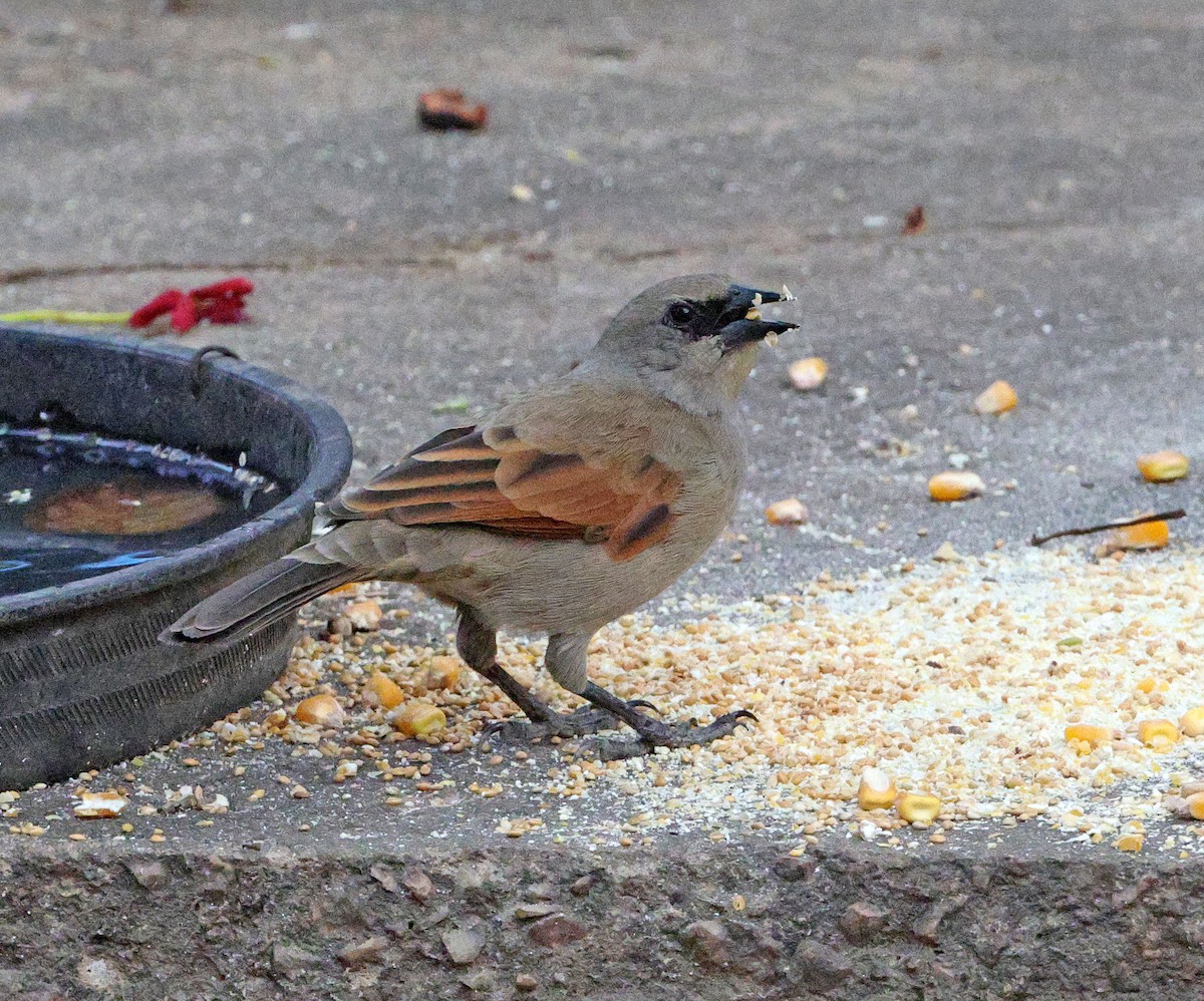 Grayish Baywing - ML641656371