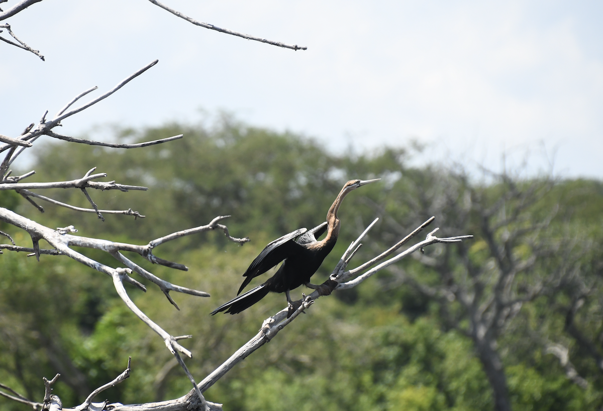 African Darter - ML641656377