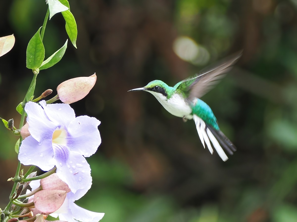 Purple-crowned Fairy - ML641656380