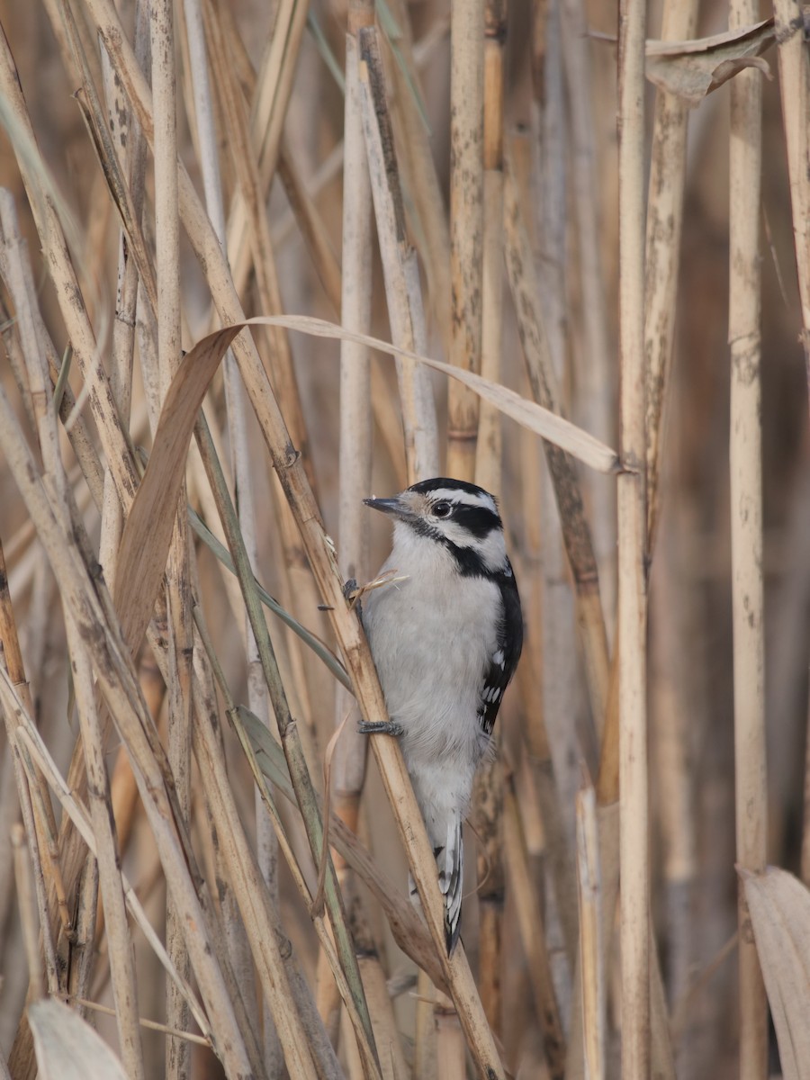 Downy Woodpecker - ML641656387