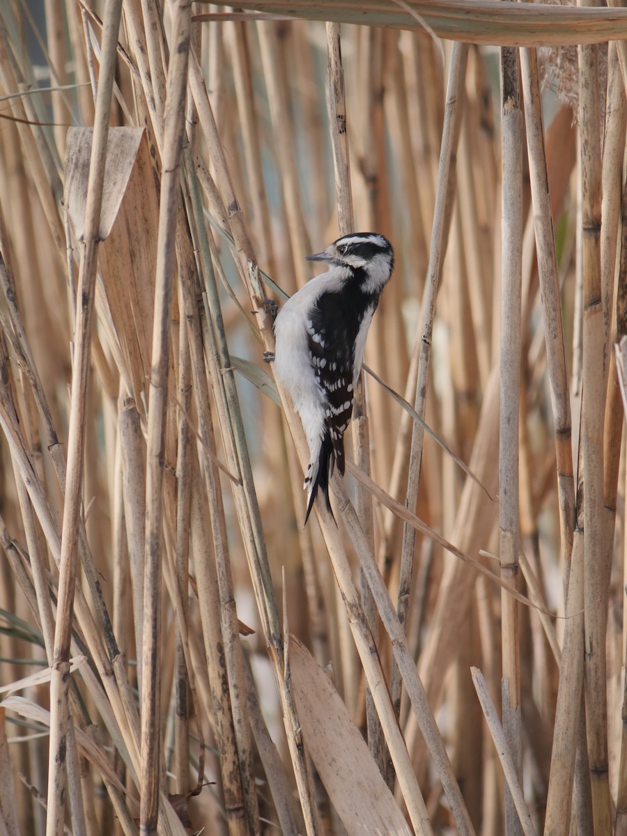 Downy Woodpecker - ML641656388