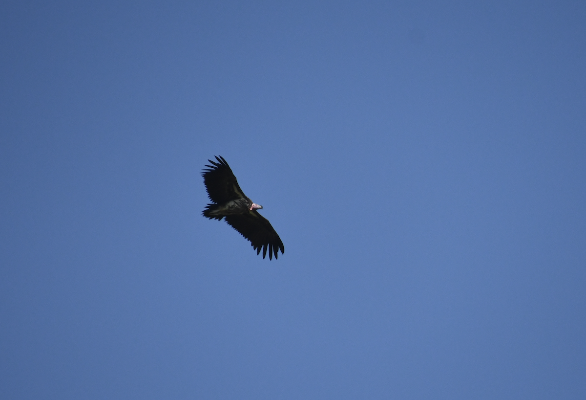 Lappet-faced Vulture - ML641656391