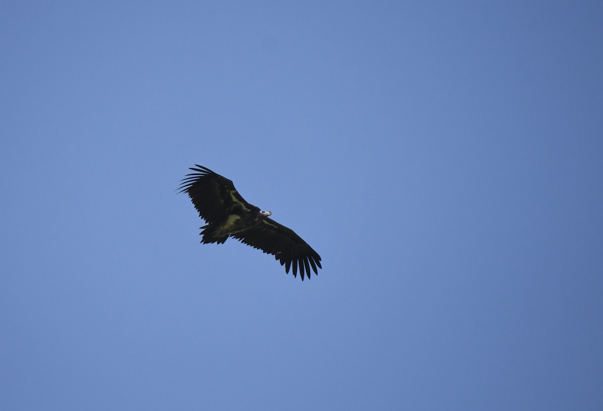 Lappet-faced Vulture - ML641656392