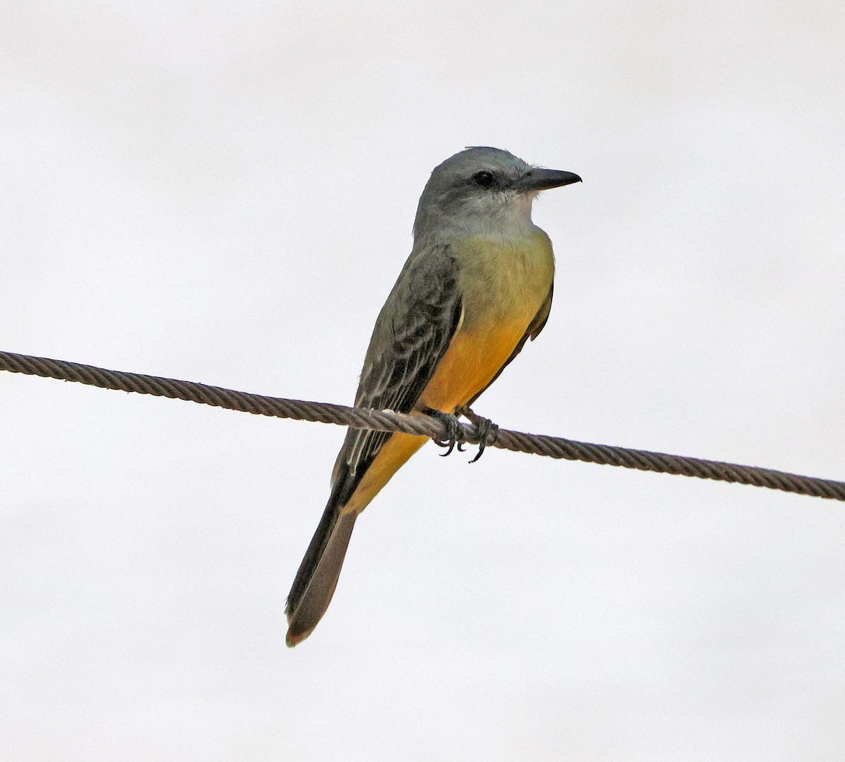Tropical Kingbird - ML641656393