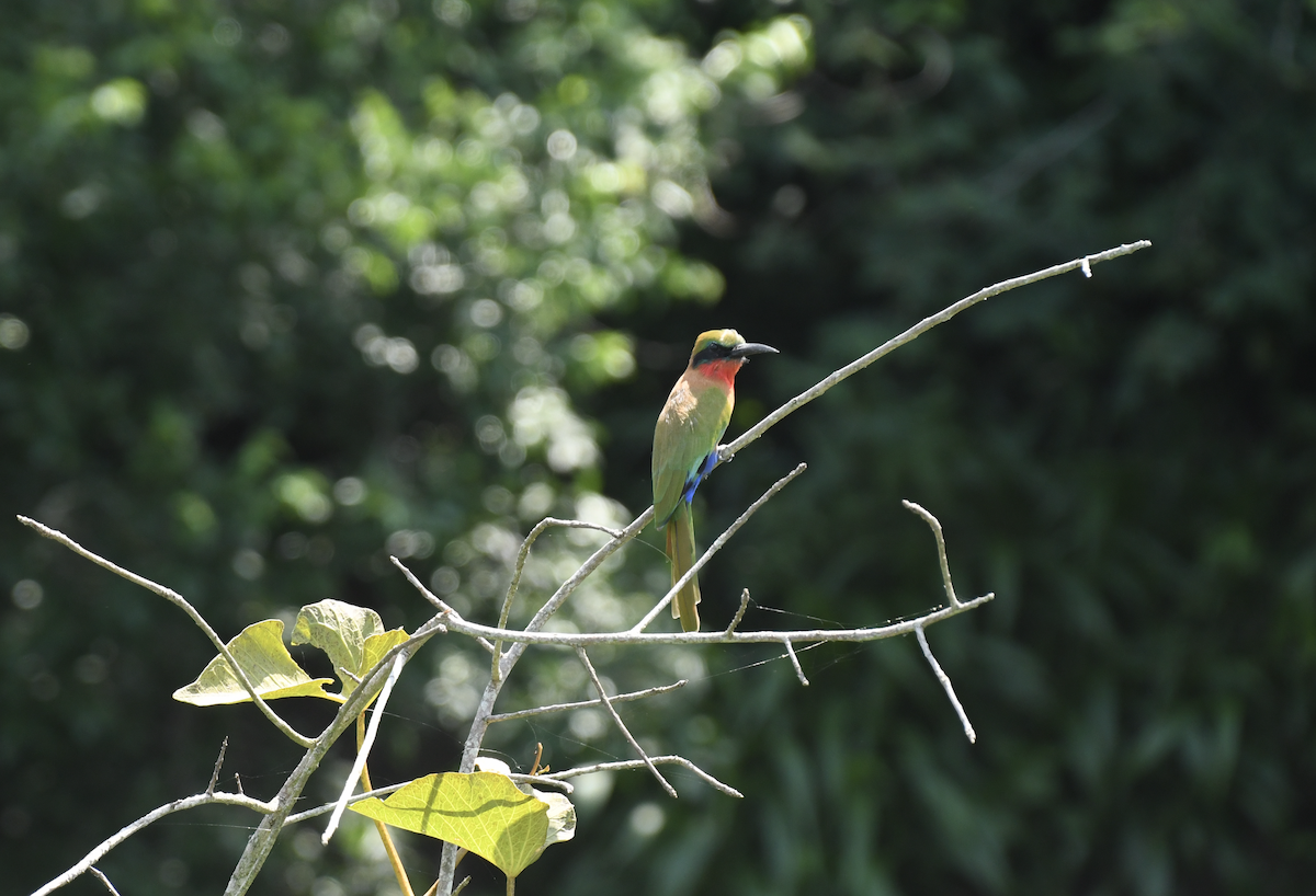 Red-throated Bee-eater - ML641656402