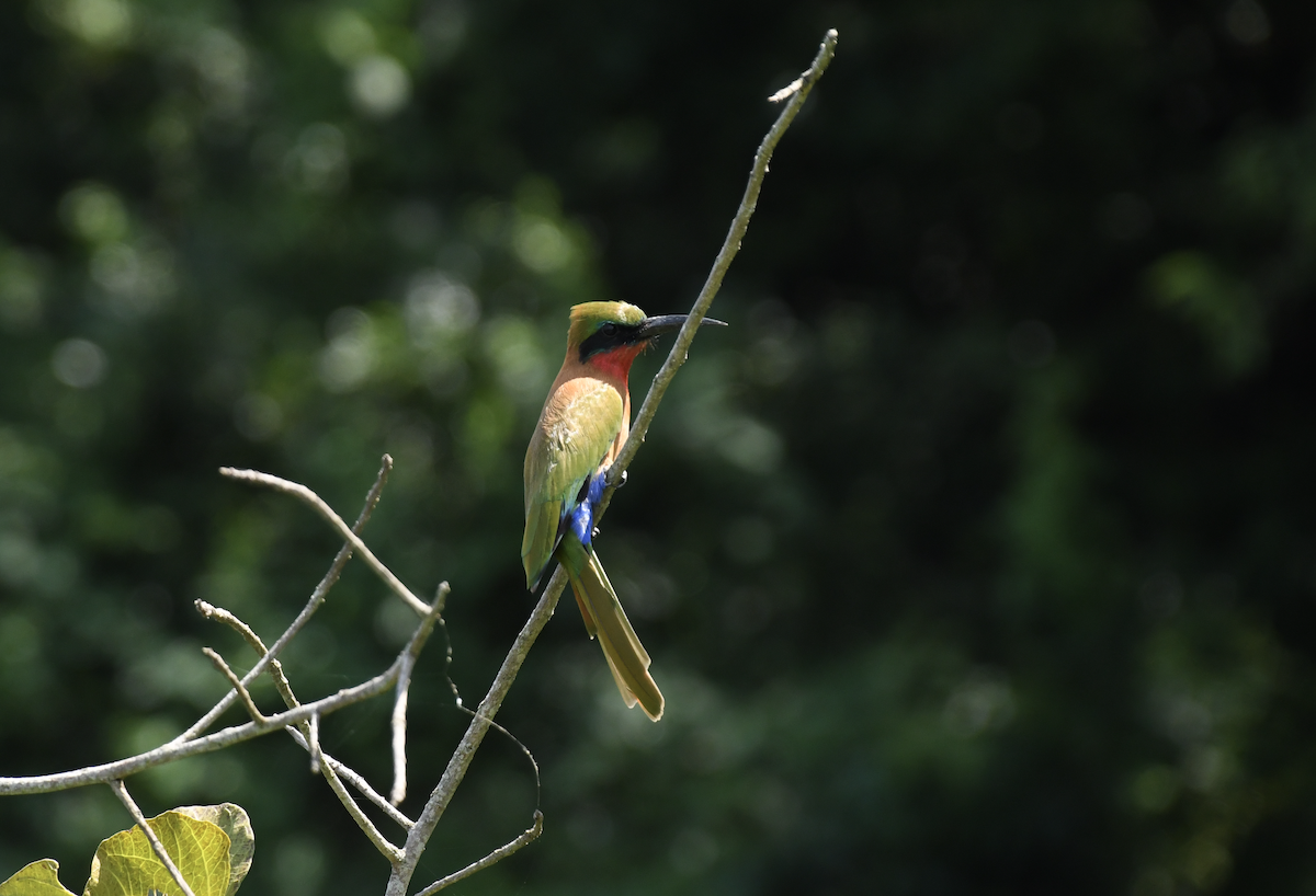 Red-throated Bee-eater - ML641656403