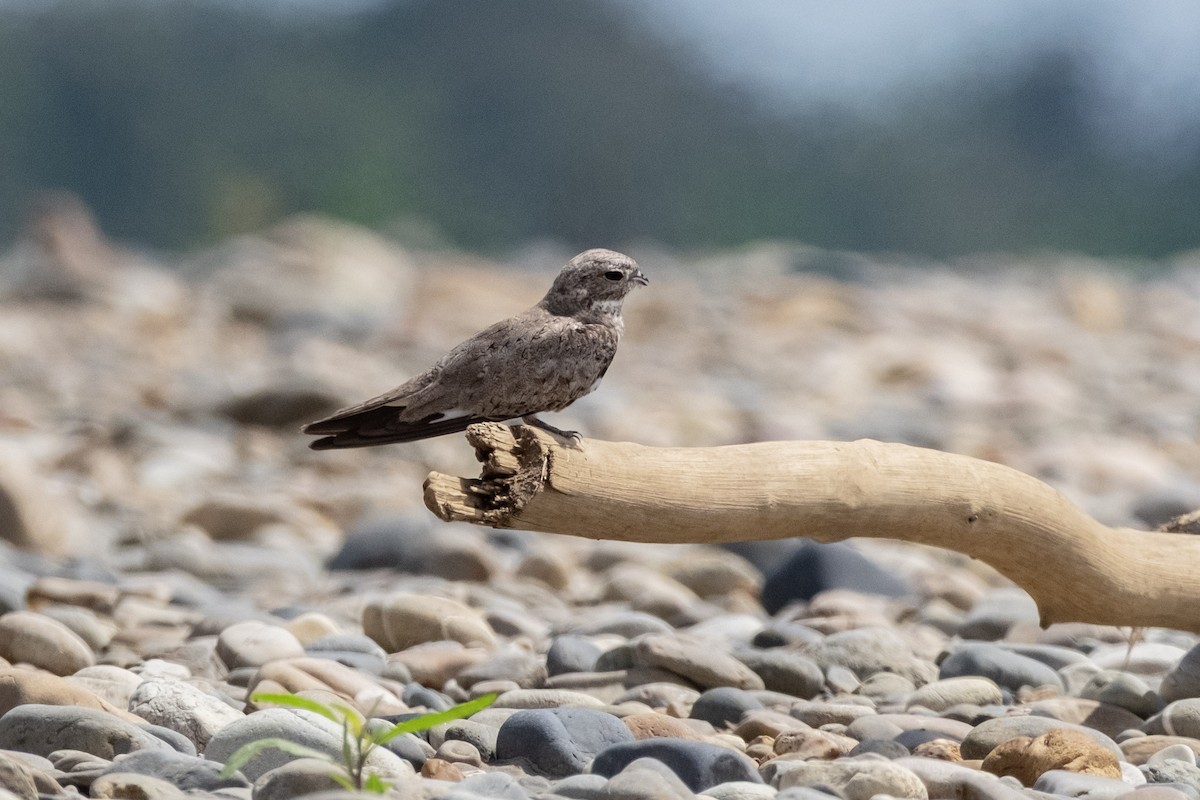 Sand-colored Nighthawk - ML641656407