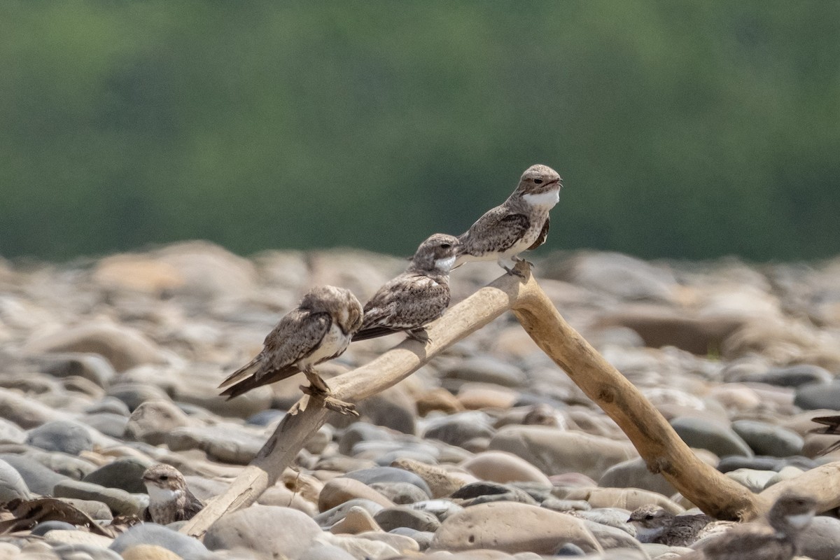 Sand-colored Nighthawk - ML641656408