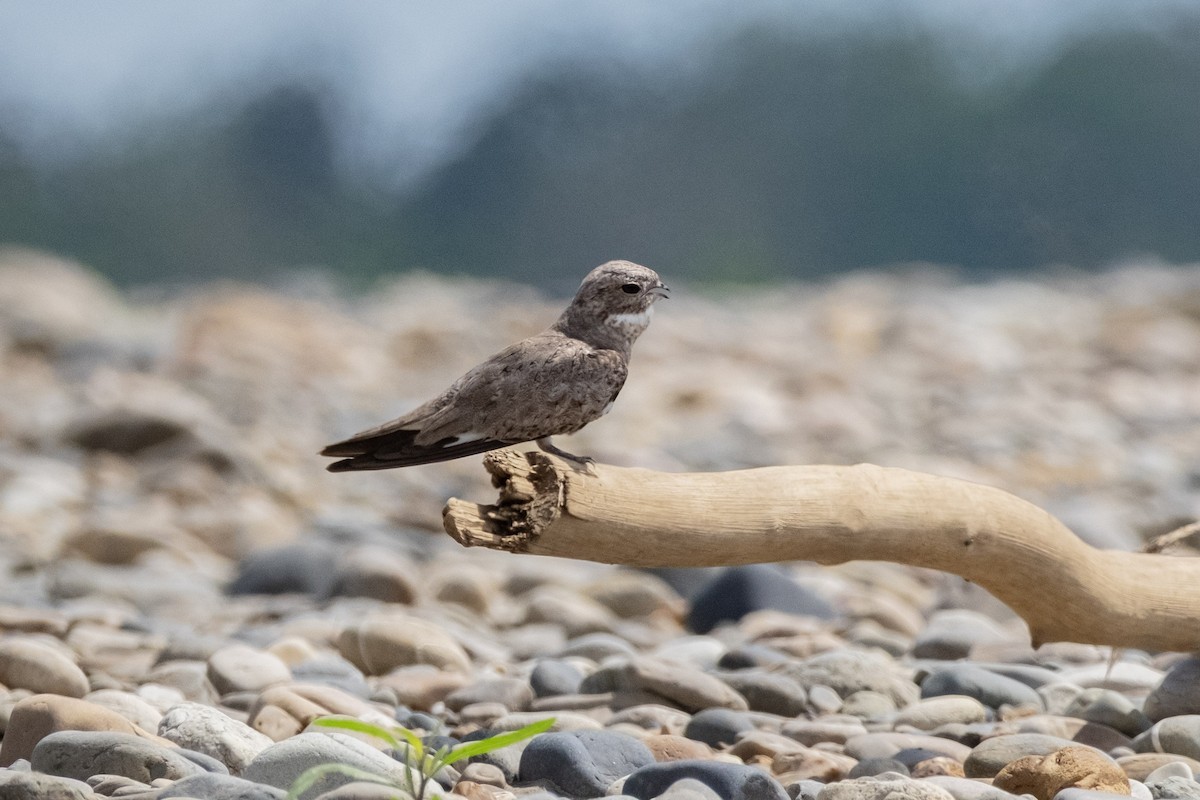 Sand-colored Nighthawk - ML641656409