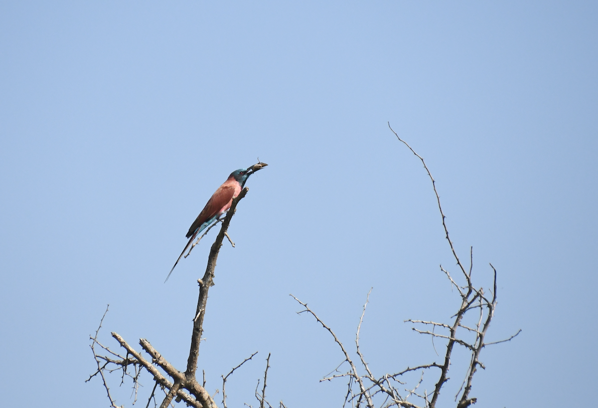 Northern Carmine Bee-eater - ML641656417