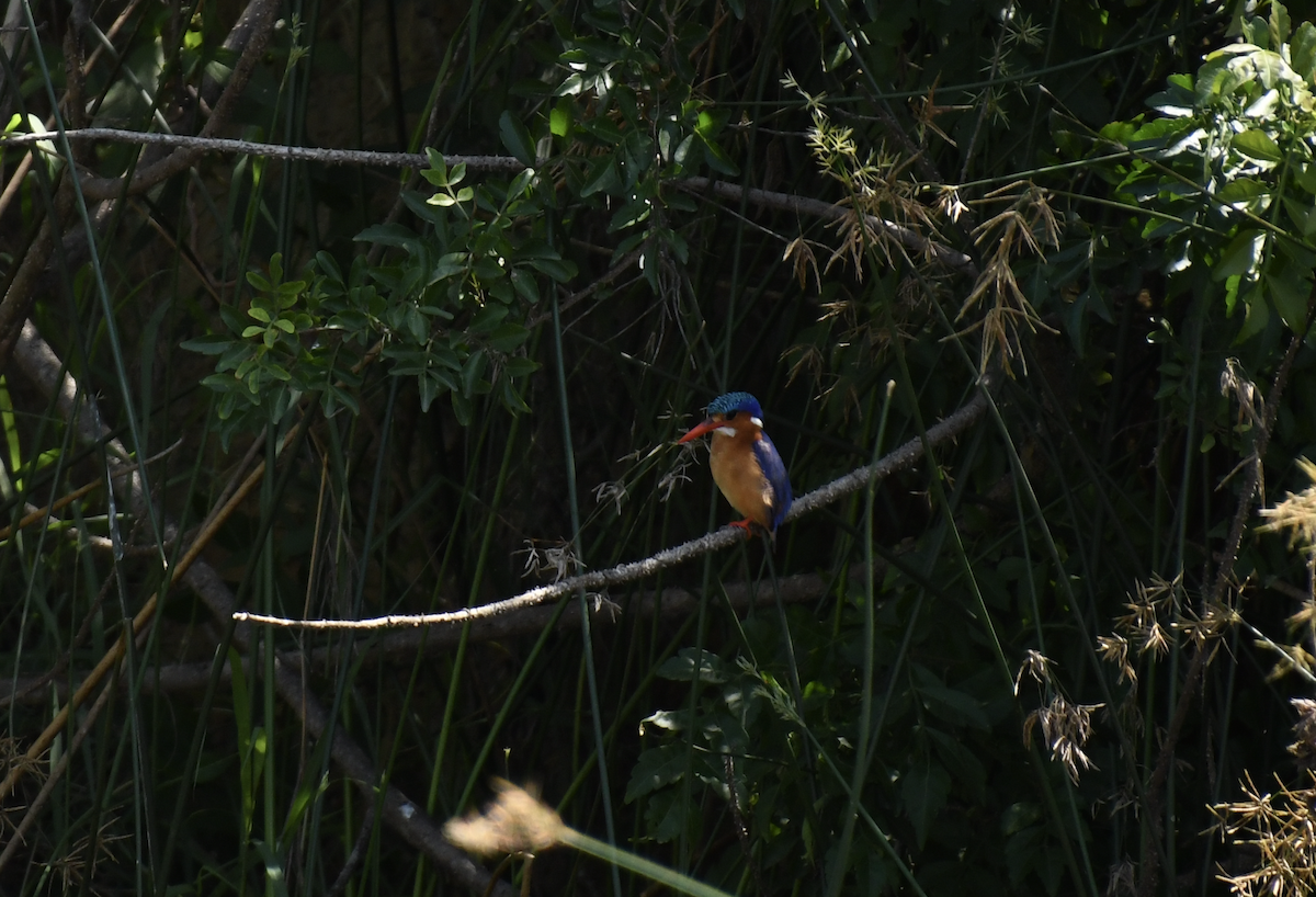 Malachite Kingfisher - ML641656425