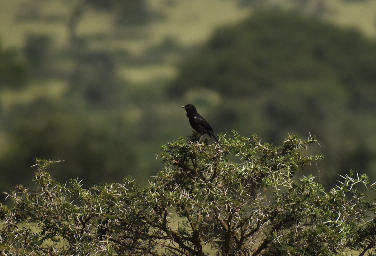 Sooty Chat - ML641656440