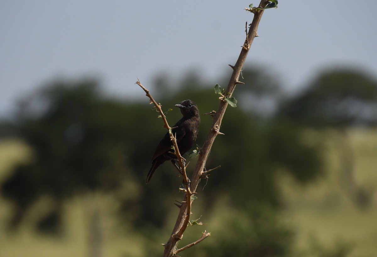 Sooty Chat - ML641656441