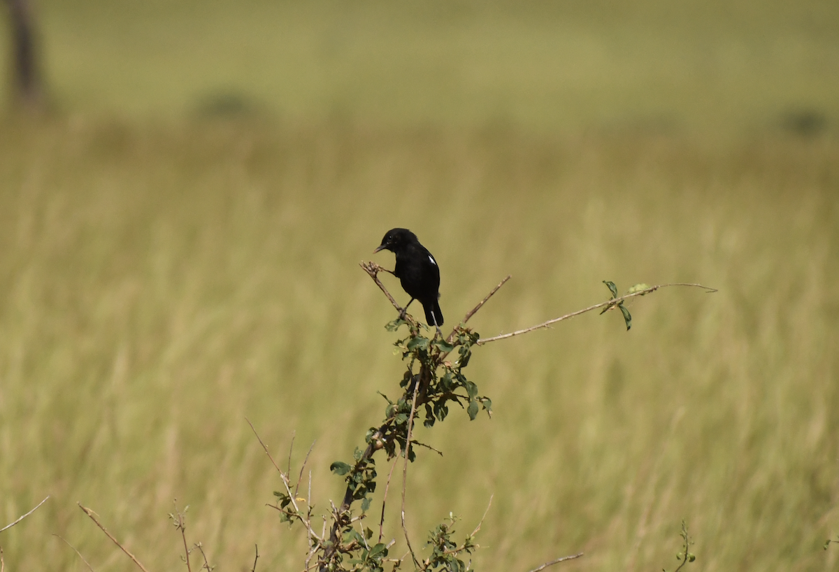 Sooty Chat - ML641656442