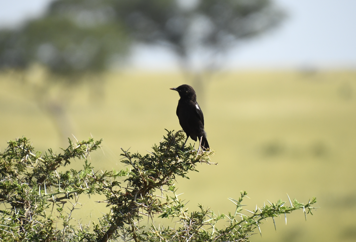 Sooty Chat - ML641656443