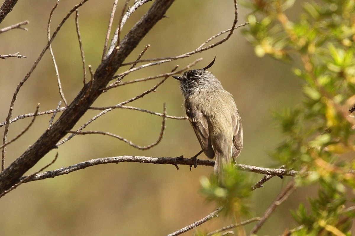 Tufted Tit-Tyrant - ML641656444