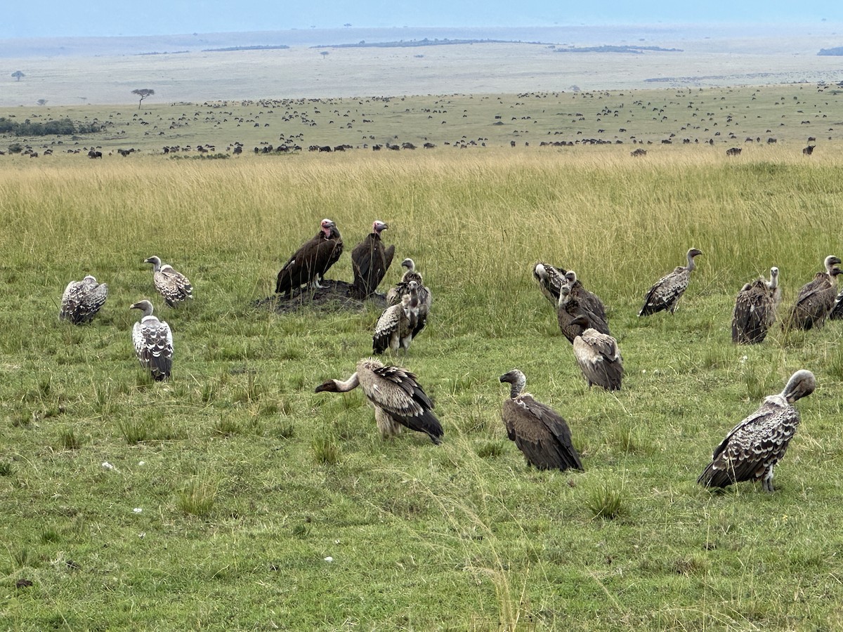 Lappet-faced Vulture - ML641656468