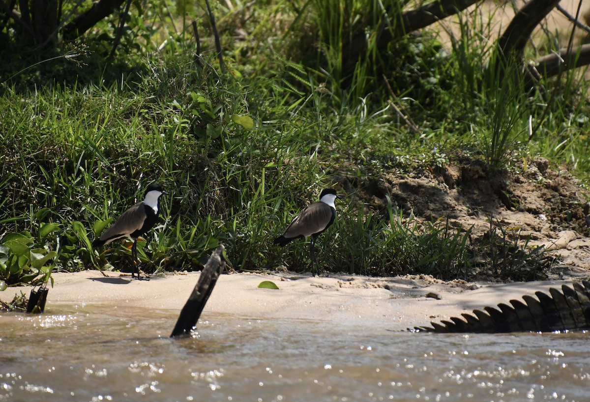 Spur-winged Lapwing - ML641656469