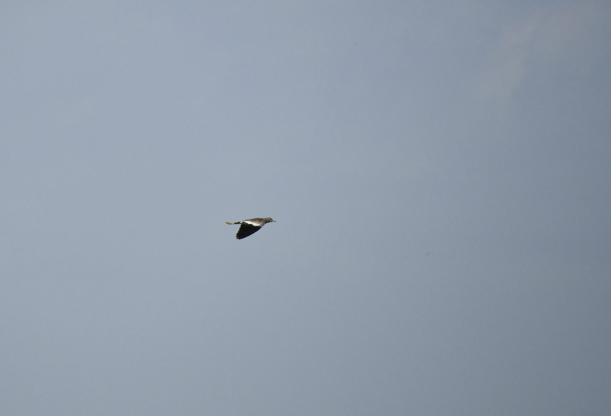 Wattled Lapwing - ML641656499