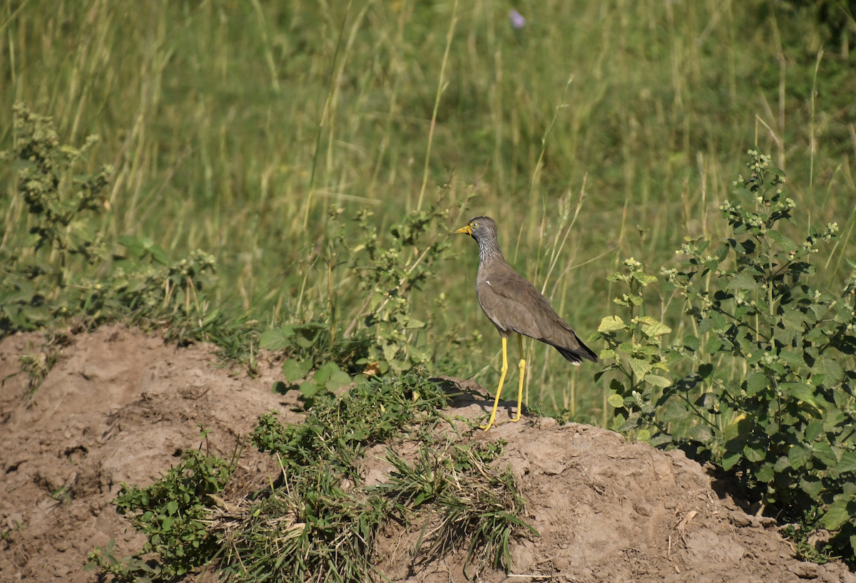 Wattled Lapwing - ML641656509