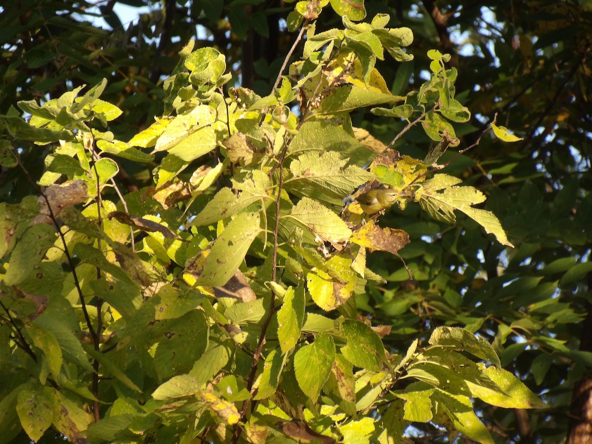 Paruline obscure - ML641656541