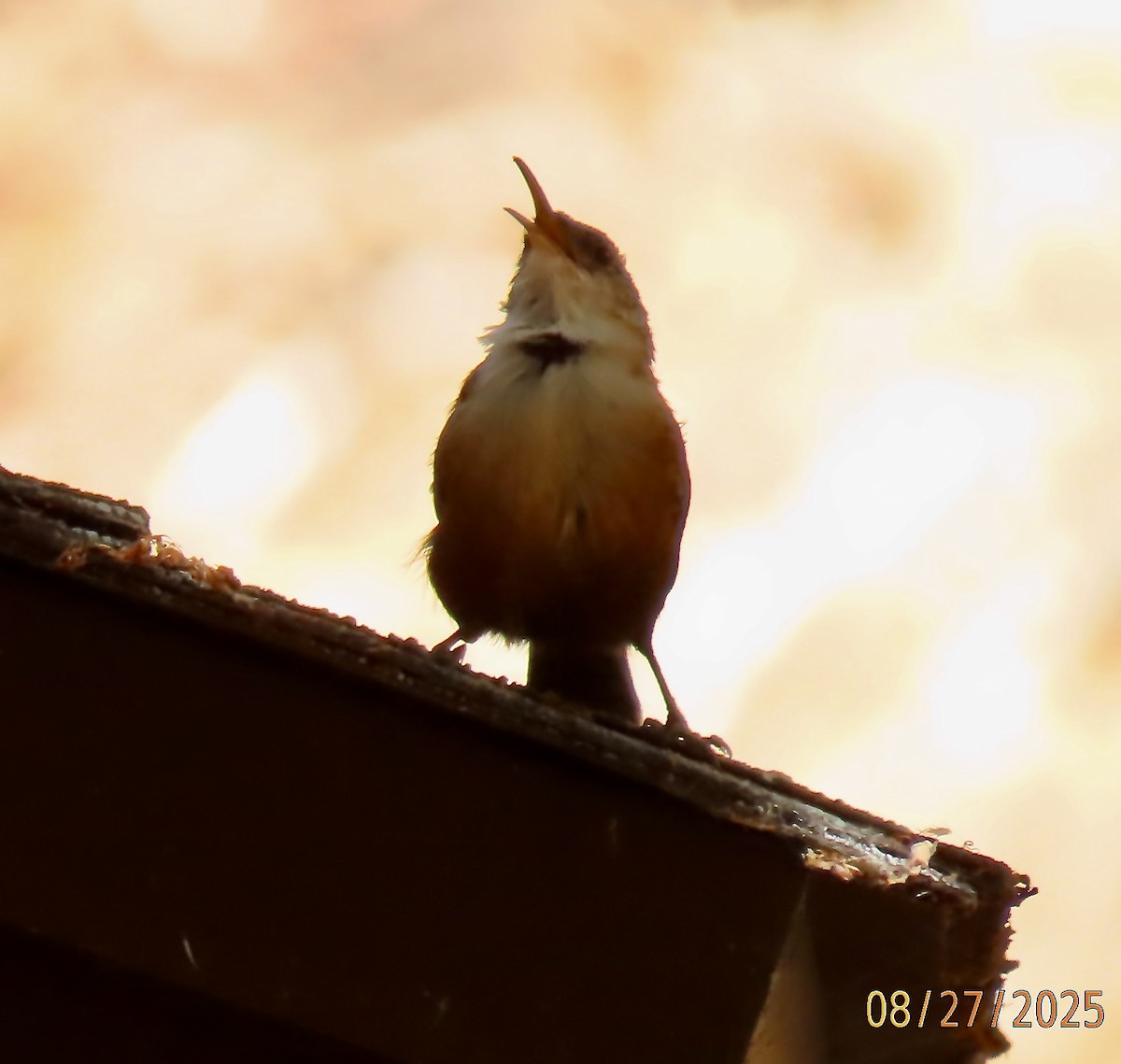 Canyon Wren - ML641656543